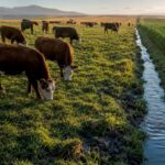 Cattle grazing beside an irrigated pasture
