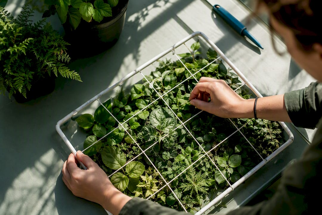 Counting plant species inside a quadrat