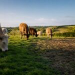 Cattle grazing across a shared pasture