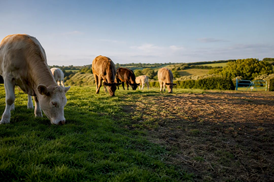 Cattle grazing across a shared pasture