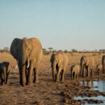Elephant herd near a limited water source