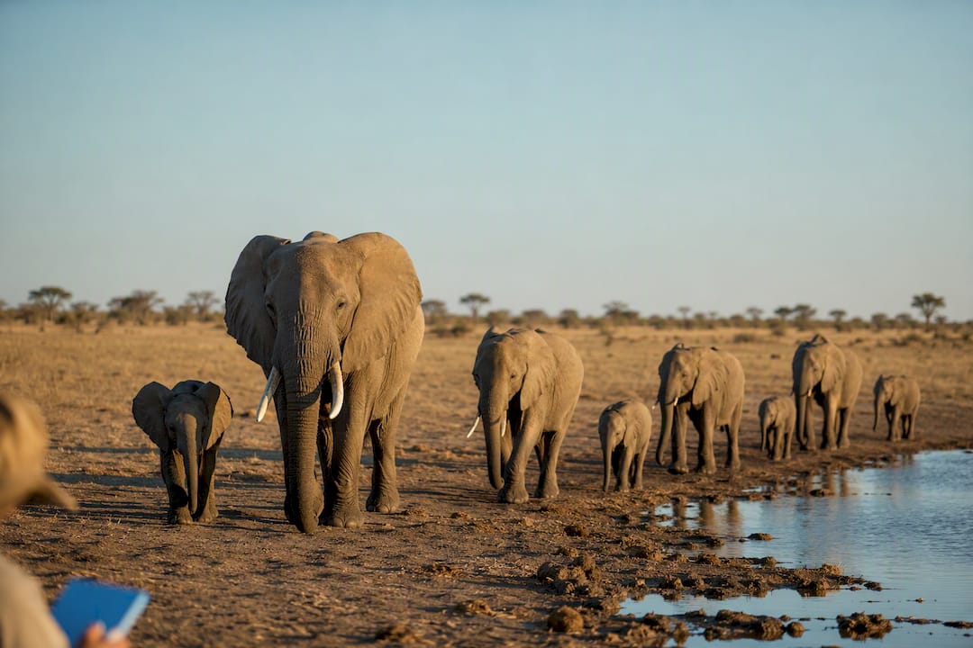 Elephant herd near a limited water source