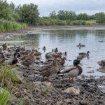 Wild ducks gathered around shrinking pond