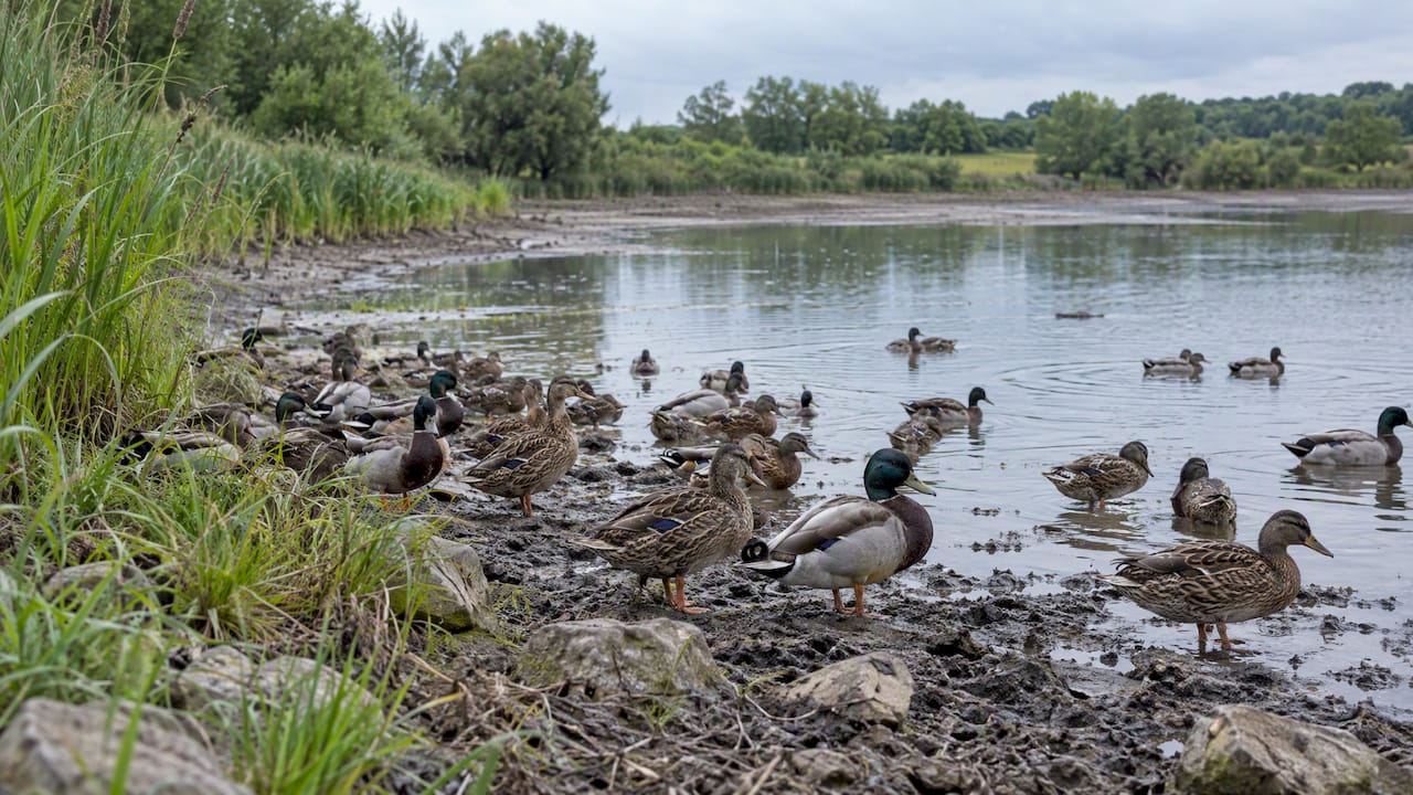 Wild ducks gathered around shrinking pond