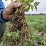 Legume roots and nodules in field soil